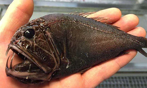 Cực kỳ hiếm gặp những loài cá quái vật dị nhất hành tinh