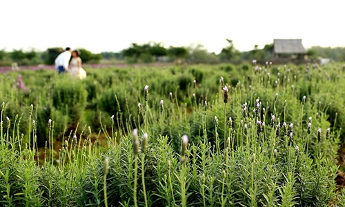 Thích mắt ngắm cánh đồng hoa lavender đầu tiên ở Hà Nội