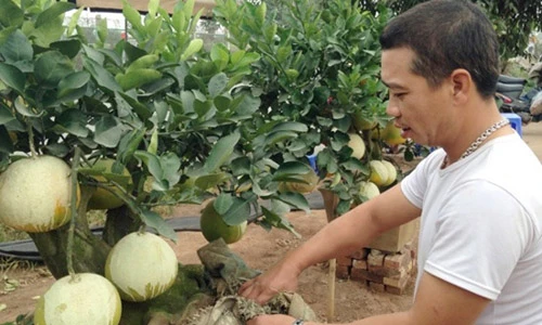 Kỳ công “đắp mặt nạ” cho hàng ngàn quả bưởi đợi chơi Tết