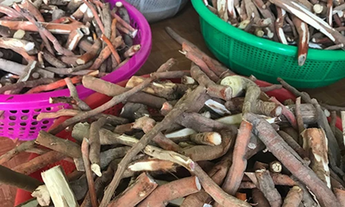 Sâm “ông uống, bà khen” đặc sản xứ Quảng đắt hàng