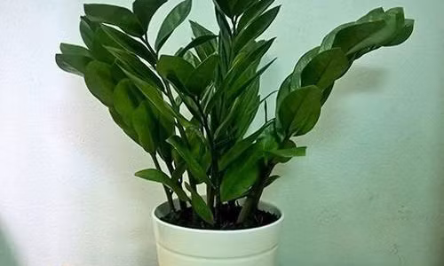 Cây cảnh hút tiền, sinh lộc ứng với 12 con giáp năm 2017 