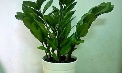 Cây cảnh hút tiền, sinh lộc ứng với 12 con giáp năm 2017 