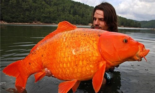 11 kỉ lục thế giới “hiếm có khó tìm” nhất lịch sử