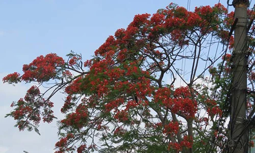 Lễ hội hoa phượng đỏ 2017: Có diễn ra đúng kịch bản?