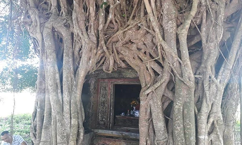 Kỳ bí ngôi miếu cổ được cây khổng lồ bao bọc hàng trăm năm