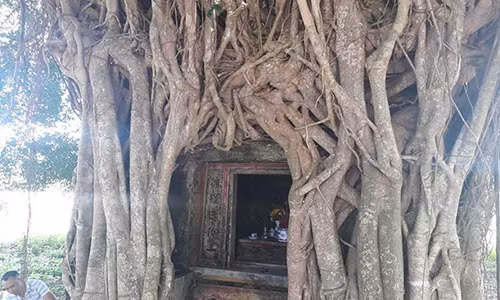 Kỳ bí ngôi miếu cổ được cây khổng lồ bao bọc hàng trăm năm