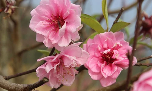 Tím trời tam giác mạch trên đỉnh Pha Đin