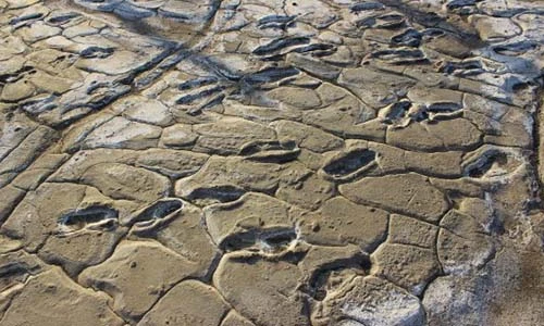 Tìm thấy 400 dấu chân người nguyên vẹn 19.000 năm trước