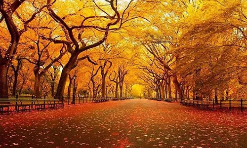 Say đắm 12 con đường lãng mạn nhất vào mùa thu 