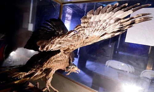 Ảnh độc: “Cụ” đại bàng đất được ướp xác 13 năm ở HN