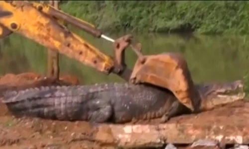 Phát hiện cá sấu quái vật nặng 1 tấn lẩn trốn trong kênh Sri Lanka