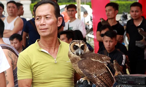 Đại bàng hơn 200 triệu hùng dũng giữa trăm chim săn mồi