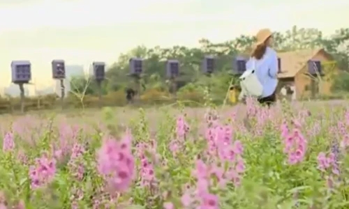 Ngất ngây với thảo nguyên hoa ngay giữa lòng Hà Nội