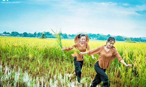 Thôn nữ khoe vẻ đẹp tinh khôi trên cánh đồng Thanh Chương