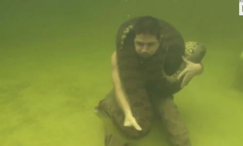 Hoảng hồn người đàn ông lặn với trăn anaconda khổng lồ