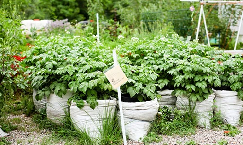 Nông trại 500 giống rau, hoa và thảo mộc giữa lòng Berlin