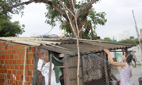 Gà leo mái nhà, người nuôi "liều mình" lội lũ tiếp thức ăn