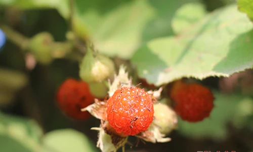 Quả mâm xôi vào mùa chín đỏ ở miền Tây xứ Nghệ