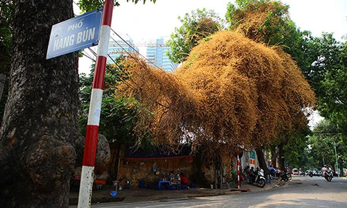 Những giàn hoa giấy khiến Hà Nội trở nên thơ hơn