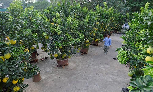 Ngắm cây bưởi ghép 200 quả giá hàng chục triệu ở HN