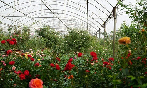 Choáng ngợp thiên đường 600 loại hoa hồng của nữ thạc sĩ Việt
