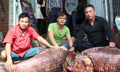 Cặp cá “khủng” về HN, gần 4 triệu đồng/kg vẫn đắt hàng