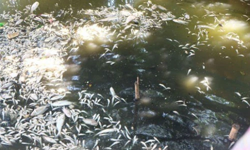 Chùm ảnh nhà hàng, quán ăn “bức tử” nước Hồ Tây