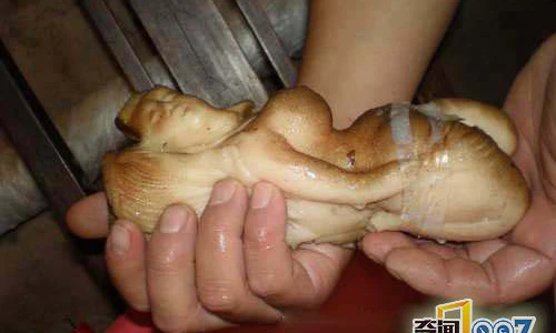 Soi cây nấm Thái Tuế mang hình dáng thiếu nữ đắt hơn vàng