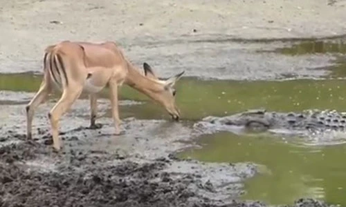 Đáng sợ khoảnh khắc cá sấu đói lao vào đớp mồi