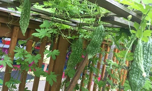 Vườn rau 1.000m2 nhìn là mê của mẹ Việt ở Mỹ