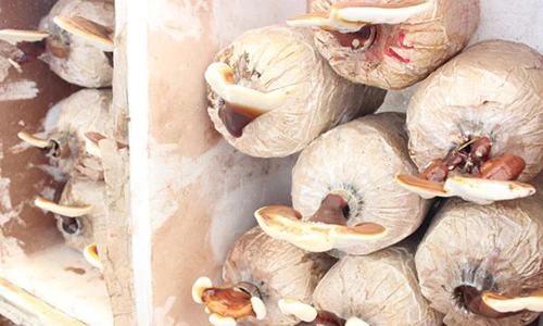 Dân Sài thành tự trồng nấm tại nhà: Sạch - rẻ - dễ