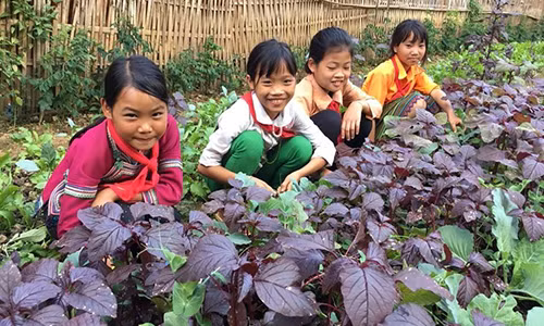 Ngắm vườn rau mướt xanh trong trường học vùng cao