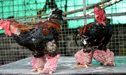 Cặp gà Đông Tảo chân to như người lớn giá 100 triệu đồng