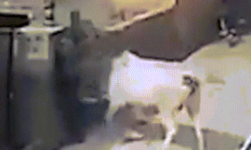 Video: Bò đi lững thững bỗng húc tung người trên phố 