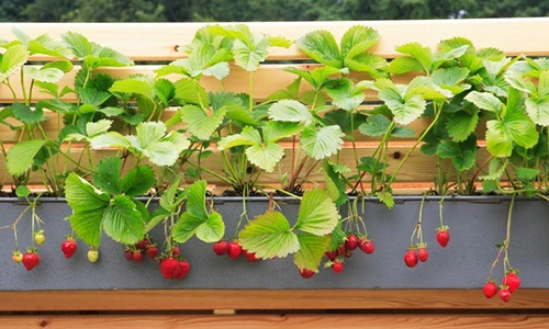 Mẹo tạo khu vườn mini xanh tươi cây cỏ cho nhà phố