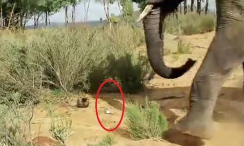 Kỳ lạ voi sợ hãi khi thấy chuột bạch