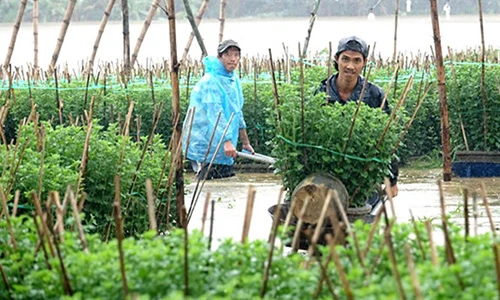 Quảng Ngãi: Làng hoa Nghĩa Mỹ khổ sở chống chọi với lũ 