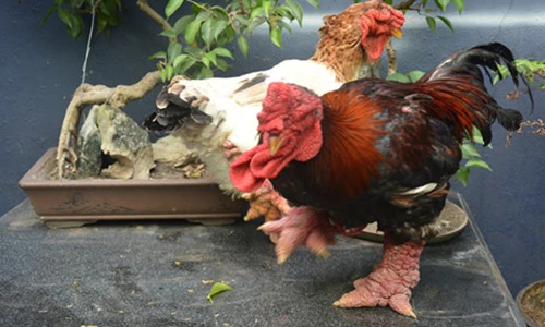 Cận cảnh gà Đông Tảo có chân 'khủng' 10 triệu đồng/con