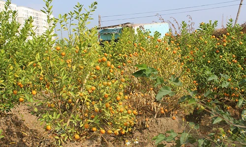 Nhà vườn bất an vì quất chín sớm trước Tết