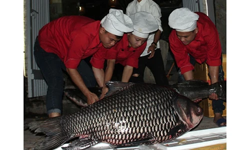 Kinh ngạc cá khủng từ sông Mê Kông "bơi" về Hà Nội