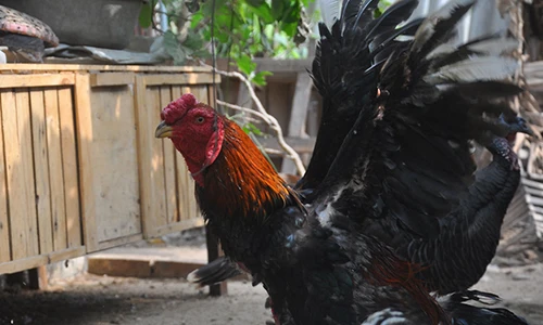 Cận cảnh gà Hồ “sách đỏ” tiến vua nức tiếng Việt Nam
