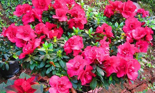 Nhà có trẻ nhỏ mà mẹ trồng cây này là đang “giết con“