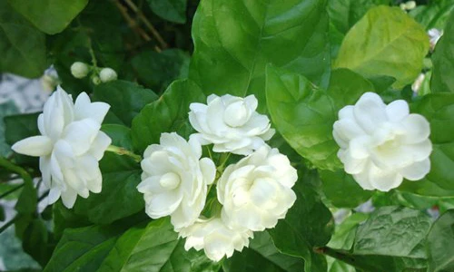 Trồng những loại cây phong thủy này, ắt phát như đại gia