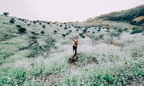 Chùm ảnh: Hoa cải phủ sắc trắng khắp núi đồi Mộc Châu