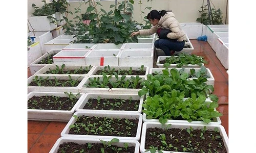 Thích mê vườn rau tươi xanh trên sân thượng của nữ dược sỹ