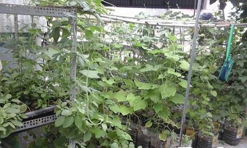 Sân thượng 60m2 thành chuồng chim và vườn rau trái lúc lỉu