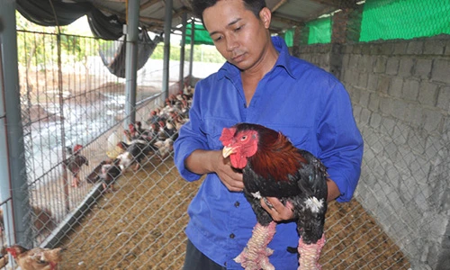 Săn gà Đông Tảo “hàng độc” phục vụ đại gia biếu Tết