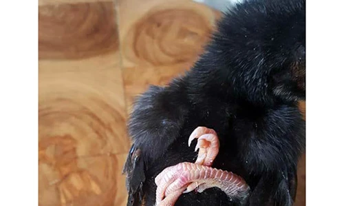 Xôn xao gà chọi 4 chân 3 cánh được cho là “thần kê”