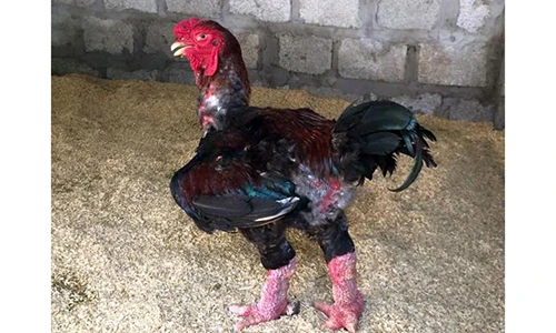 Làm thế nào để mua được gà Đông Tảo “xịn” làm quà Tết?