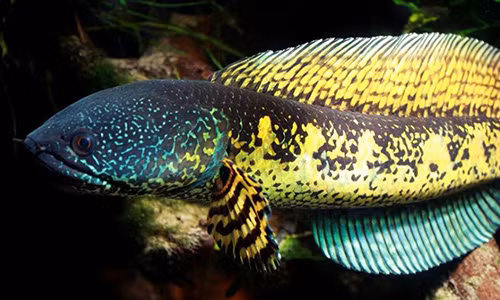 Cá lóc nữ hoàng khiến dân chơi mê mẩn đẹp cỡ nào?